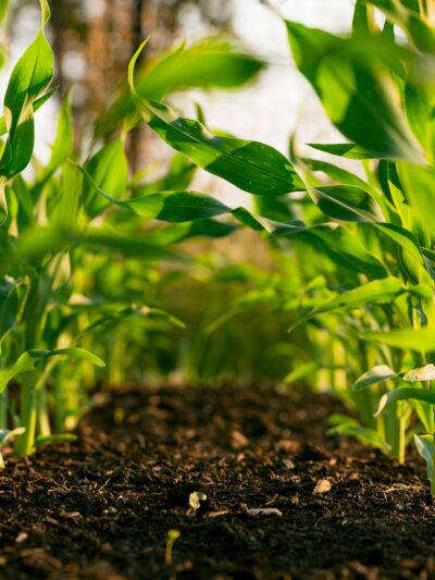 Agriculture